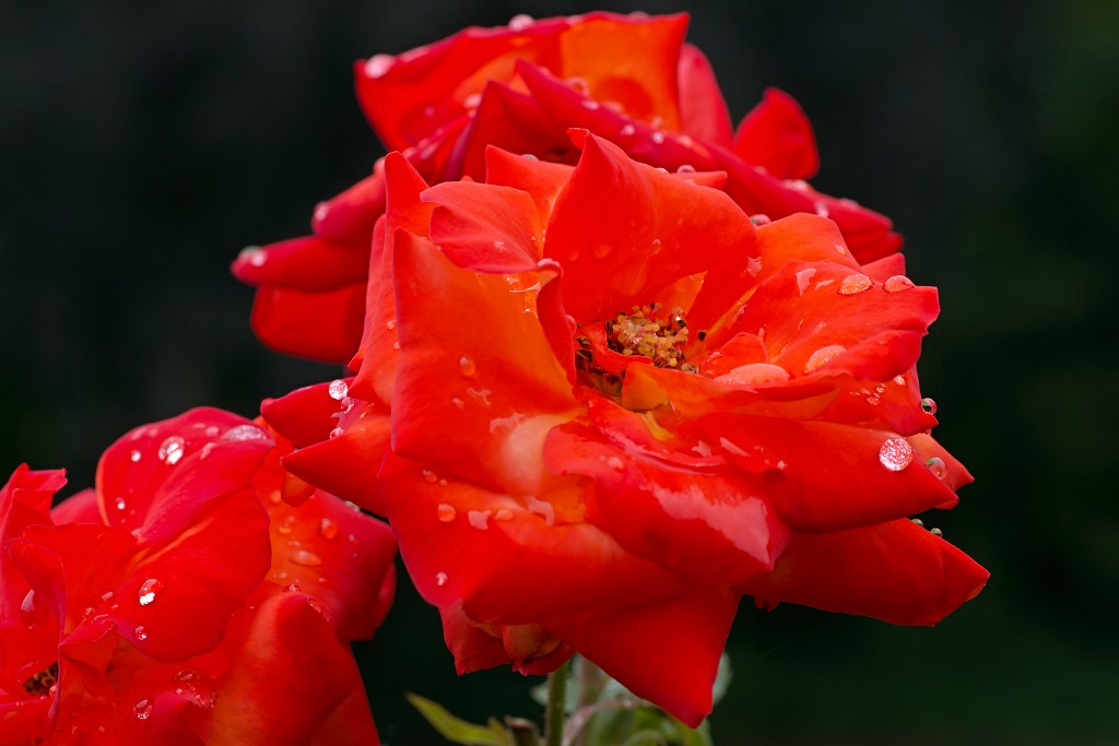 rozen roos rosa hdr natuur bloem bloemen cultivars cultivar rosaceae tuin rozentuin valentijn liefde